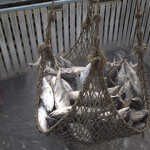 Frozen tuna is transported from one vessel to another.