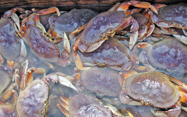 The first eight weeks of Oregon’s 2021-2022 Dungeness season have already set a new record for ex-vessel value.