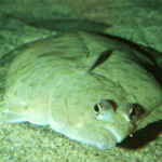 The quota for petrale sole caught of the U.S. West Coast is unlikely to see much change in the next couple of years.