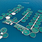 A sea bream aquaculture operation in Greece.