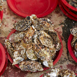 A display of live oysters and clams.