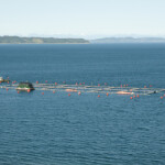 Chile’s government has enacted a law that requires the holders of aquaculture concessions to take measures to avoid or reduce the deposit of inorganic and organic waste on the sea floor where their concessions are located.