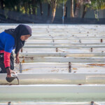 Having temporarily closed its hatchery due to the pandemic, a U.S.-owned sea cucumber producer recently restarted operations in the Maldives.