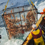 An unexpected and precipitous drop in the estimated biomass for Alaska snow crab has resulted in an official “overfished” designation.