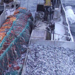 Russian pollock exporters have regained access to the Chinese market, which had been for the most part closed since late 2020 due to COVID-19 restrictions.