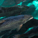 Atlantic Sapphire salmon swimming