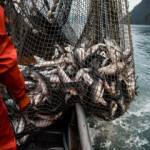 An Alaskan fisherman hauls in a catch.