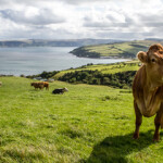 Ireland's crab exporters are still not able to export to China, partially because Ireland's trade authorities prioritizing the reopening of the Chinese market for Irish beef, according to Jack Yuan, managing director of WhatFresh.