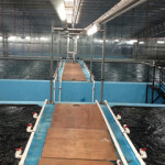 Sino Agro Foods shareholders seeking to have a temporary receiver appointed are dismissing the prospect of a Tanzanian "white knight" investor rescuing the firm from its troubled financial state.