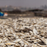 The expansion of Chinese and European fishmeal processing operations in West Africa has been questioned in a new report from the Food and Agricultural Organization of the United Nations.