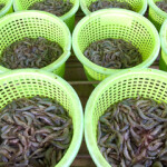 baskets of shrimp.
