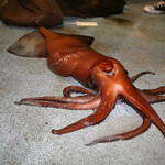 A Humboldt squid on a fishing boat