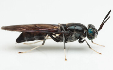 Dutch-Singaporean alternative feed firm INSEACT has formally opened what’s being billed as Singapore’s most advanced and largest insect protein facility