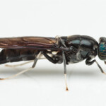 Dutch-Singaporean alternative feed firm INSEACT has formally opened what’s being billed as Singapore’s most advanced and largest insect protein facility