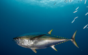 A fishery improvement project (FIP) for a handline tuna fishery targeting yellowfin tuna in Brazil has been launched by the International Pole and Line Foundation (IPNLF), in collaboration with Sea Delight and Prime Seafood.