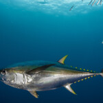 A fishery improvement project (FIP) for a handline tuna fishery targeting yellowfin tuna in Brazil has been launched by the International Pole and Line Foundation (IPNLF), in collaboration with Sea Delight and Prime Seafood.