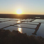 A Consolidated Catfish of America catfish farm.