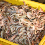 A container full of shrimp.