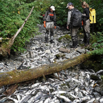 An Alaskan stream filled with dead salmon.