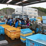 Japanese fishermen processing their catch on the shore.