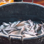 The Aquatic Life Institute (ALI) is calling for an animal welfare-based approach to be adopted by the global fishing industry.