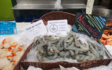 Lisaqua has moved a step closer to launching the first land-based whiteleg shrimp (Litopenaeus vannamei) farm in France by securing EUR 4.9 million (USD 5.4 million) in new investments.