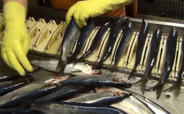 Just a month and a half after Russian seafood firms regained full access to the Chinese market, they may face new restrictions.