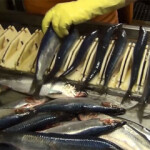 Just a month and a half after Russian seafood firms regained full access to the Chinese market, they may face new restrictions.