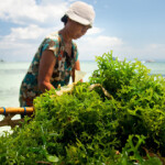 Fed by Blue, an international campaign to promote responsibly produced blue food, was formally launched on Tuesday, 15 March, 2022.