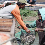 Workers in Thailand harvest fish from an aquaculture operation.