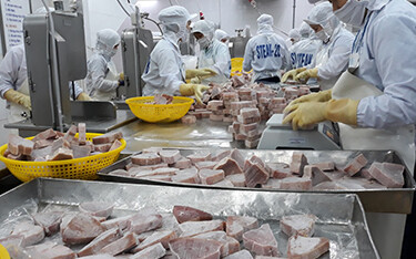 Vietnamese workers processing tuna.