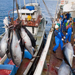 Fishermen pull in a catch of tuna