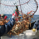 Fishermen haul in a crab pot in Patagonia's southern king crab fishery.