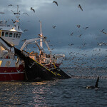 A Norwegian fishing boat pulls in its catch.