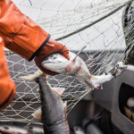 A fisherman pulling a salmon out of a net in Alaska.