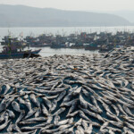 India’s seafood-export value reached an all-time high in its most-recent fiscal year, which ended 31 March, 2022