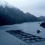 An Australis salmon farm.