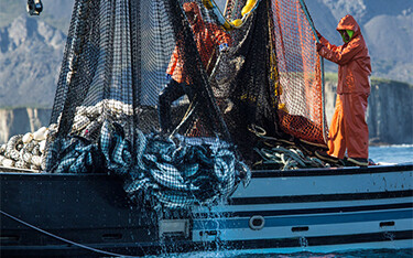 An Alaskan fisherman pulls in a catch from a purse seine net.