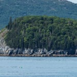 Unanswered questions around AquaBounty's supply of salmon eggs caused Maine's rejection of American Aquafarms salmon farm permit application.