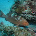 A red grouper swimming in a reef.