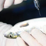 A photo of a salmon being injected with antibiotics.