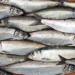 Atlantic herring