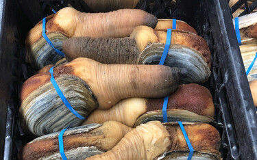 The owner of Burien, Washington, U.S.A.-based seafood broker Absolute Seafoods was sentenced to 90 days in prison in a geoduck-smuggling case.