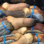 Senators want U.S. Army Corps of Engineers to fix aquaculture permit backlog