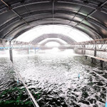 Bangkok, Thailand-based food giant CP Foods has reported a growth in its total sales over the first three months of 2022, with revenue from its aquaculture operations rising significantly.