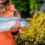 The University of Washington’s Alaska Salmon Program has partnered with BBRSDA to research the Pacific salmon fisheries of Alaska.