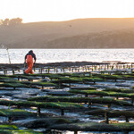 A worker at Hog Island Oyster Farm in California