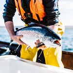 A worker holding a salmon at Scottish Sea Farms' Summer Isles facility.