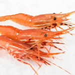 Vancouver, British Columbia, Canada-based Tri-Star Seafood Supply has recalled live spot prawns (Pandalus platyceros) it recently sold due to norovirus contamination.