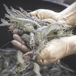 Ocean 14 Capital Fund has signed an agreement to acquire a controlling stake in Singapore-based shrimp genetics company SyAqua from Golden Springs Group.